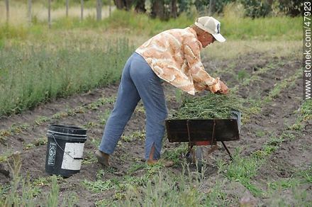 Señora cosechando hierbas medicinales - Departamento de Canelones - URUGUAY. Foto No. 47923