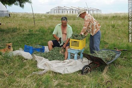 Trabajo de campo con hierbas medicinales - Departamento de Canelones - URUGUAY. Foto No. 47893