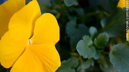 Flor amarilla de viola - Flora - IMÁGENES VARIAS. Foto No. 48096