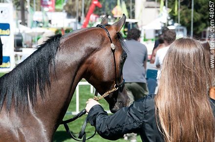 Concurso de caballos jovenes - Departamento de Montevideo - URUGUAY. Foto No. 48057