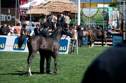 Concurso de caballos jovenes - Departamento de Montevideo - URUGUAY. Foto No. 48044