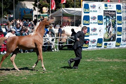 Concurso de caballos jovenes - Departamento de Montevideo - URUGUAY. Foto No. 48043
