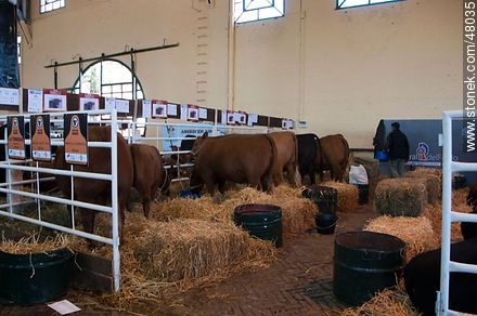 Shed of Aberdeen Angus - Department of Montevideo - URUGUAY. Photo #48035