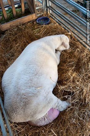 Poll Dorset sheep ready to calve - Fauna - MORE IMAGES. Photo #48088
