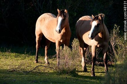 Criollo horses - Fauna - MORE IMAGES. Photo #48131