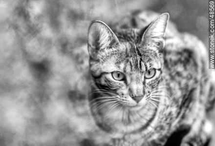 Stalking tabby -  - MORE IMAGES. Photo #48569