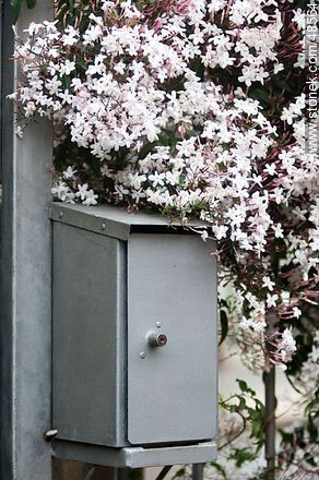 Flowered Hungarian Jasmine at the end of the winter. Mail Box. -  - MORE IMAGES. Photo #48564