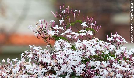 Jazmín húngaro o chino al final del invierno - Flora - IMÁGENES VARIAS. Foto No. 48547