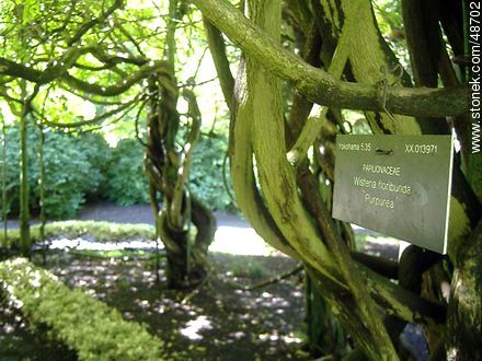 Wisteria floribunda  - Ireland - BRITISH ISLANDS. Photo #48702