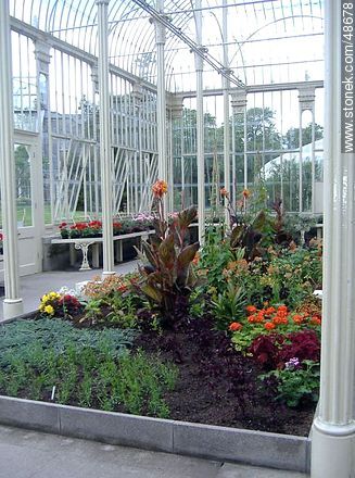 Flowering plants in the greenhouse - Ireland - BRITISH ISLANDS. Photo #48678