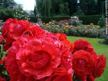 Roses in the Botanical Garden of Dublin - Ireland - BRITISH ISLANDS. Photo #48676