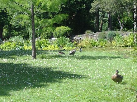 Ducks in the Botanical Garden of Dublin - Ireland - BRITISH ISLANDS. Photo #48672