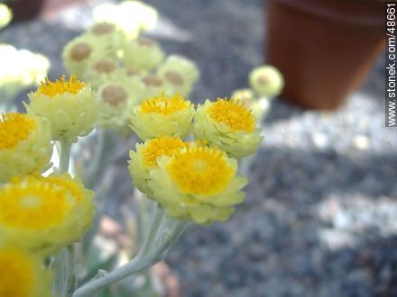 Helichrysum. - Ireland - BRITISH ISLANDS. Photo #48661