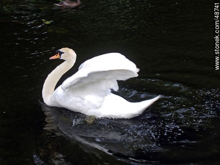 Swan - Ireland - BRITISH ISLANDS. Photo #48741