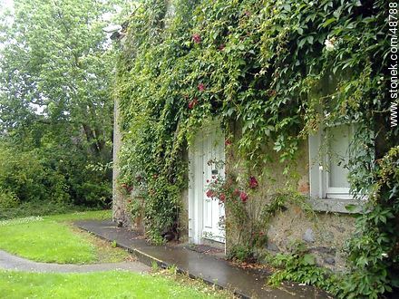 House under vegetation - Ireland - BRITISH ISLANDS. Photo #48788