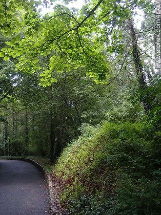 Path through the woods - Ireland - BRITISH ISLANDS. Photo #48787