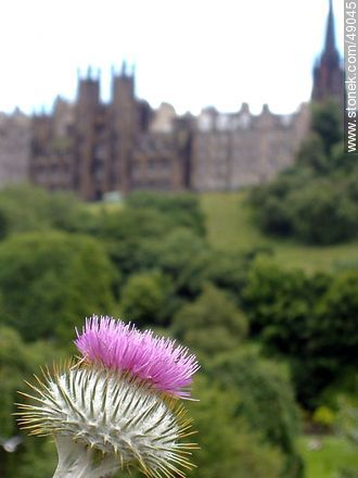 Thistle flower with the background of the University of Edinburgh - Scotland - BRITISH ISLANDS. Photo #49045