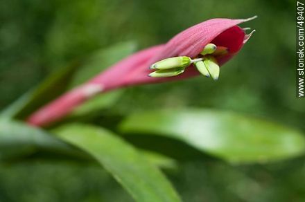 Bromelia flower - Flora - MORE IMAGES. Photo #49407