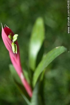 Flor de bromelia - Flora - IMÁGENES VARIAS. Foto No. 49406