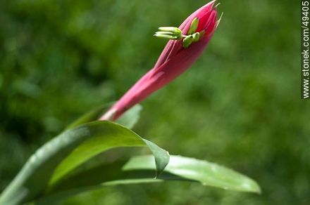 Flor de bromelia - Flora - IMÁGENES VARIAS. Foto No. 49405