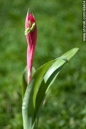 Flor de bromelia - Flora - IMÁGENES VARIAS. Foto No. 49404