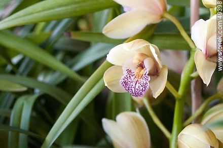 Orquídeas - Flora - IMÁGENES VARIAS. Foto No. 49398