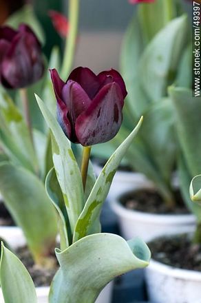 Black tulip - Flora - MORE IMAGES. Photo #49397