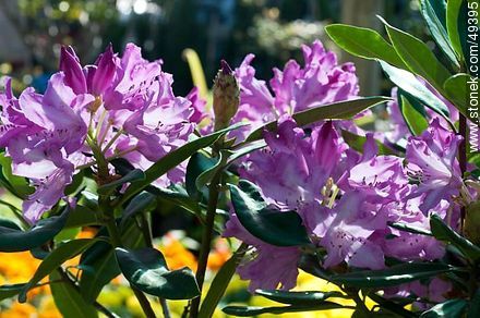 Rhododendron - Flora - MORE IMAGES. Photo #49395