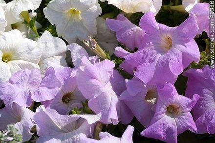 Light purple petunias - Flora - MORE IMAGES. Photo #49386