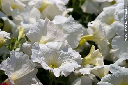 Petunias blancas - Flora - IMÁGENES VARIAS. Foto No. 49385