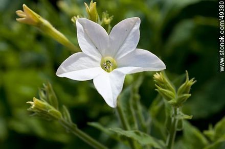 Nicotiana - Flora - MORE IMAGES. Photo #49380