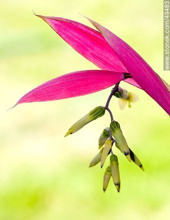 Bromelia flower - Flora - MORE IMAGES. Photo #49483