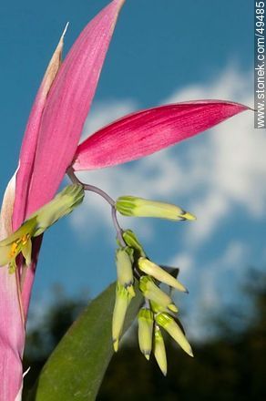 Bormelia flower - Flora - MORE IMAGES. Photo #49485