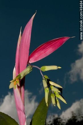 Bromelia en flor - Flora - IMÁGENES VARIAS. Foto No. 49484