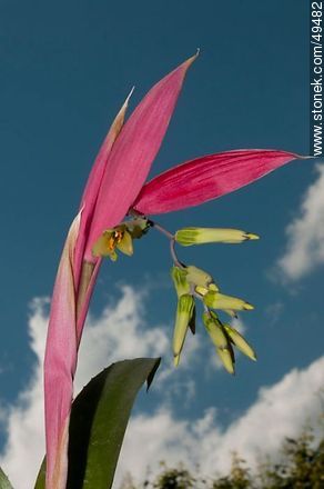 Bromelia en flor - Flora - IMÁGENES VARIAS. Foto No. 49482