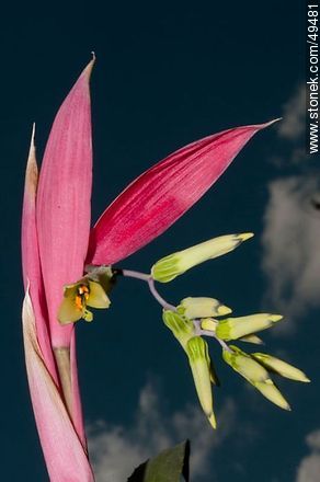 Bromelia flower - Flora - MORE IMAGES. Photo #49481