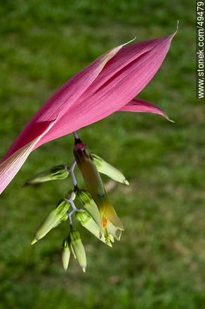 Bromelia flower - Flora - MORE IMAGES. Photo #49479