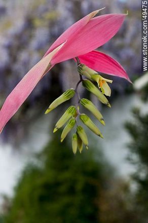 Bromelia flower - Flora - MORE IMAGES. Photo #49475