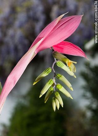 Bromelia flower - Flora - MORE IMAGES. Photo #49474
