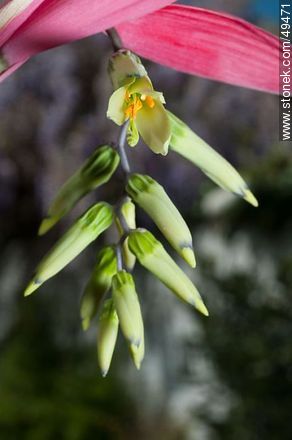 Bromelia flower - Flora - MORE IMAGES. Photo #49471