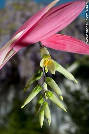 Bromelia flower - Flora - MORE IMAGES. Photo #49470