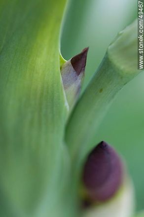 Iris bud - Flora - MORE IMAGES. Photo #49467