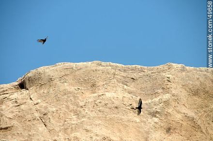 Birds flying over the Morro de Arica. - Chile - Others in SOUTH AMERICA. Photo #49658