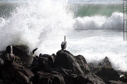Pelicans on the rocks - Chile - Others in SOUTH AMERICA. Photo #49598