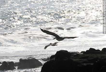 Pelícanos en vuelo - Chile - Otros AMÉRICA del SUR. Foto No. 49590