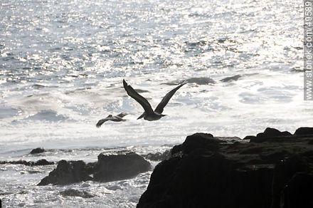 Flying pelicans - Fauna - MORE IMAGES. Photo #49589