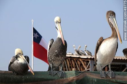 Pelicans in the Port of Arica - Chile - Others in SOUTH AMERICA. Photo #49775