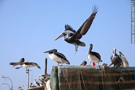 Pelicans in the Port of Arica - Fauna - MORE IMAGES. Photo #49771