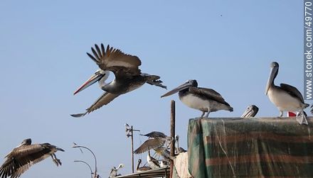 Pelicans in the Port of Arica - Chile - Others in SOUTH AMERICA. Photo #49770
