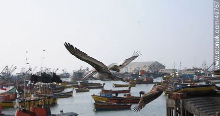 Pelicans in the Port of Arica - Chile - Others in SOUTH AMERICA. Photo #49767